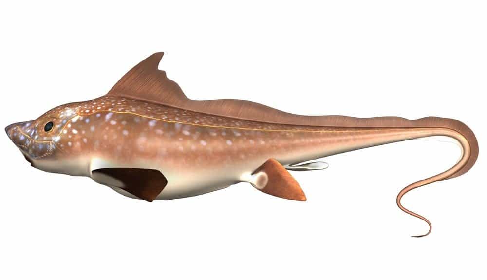 quiri chimaera