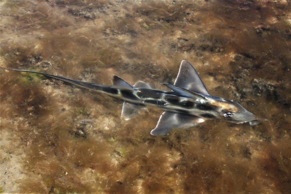 Chimaera - American Elephant fish in the shallow waters of Las Grutas, Argentina.