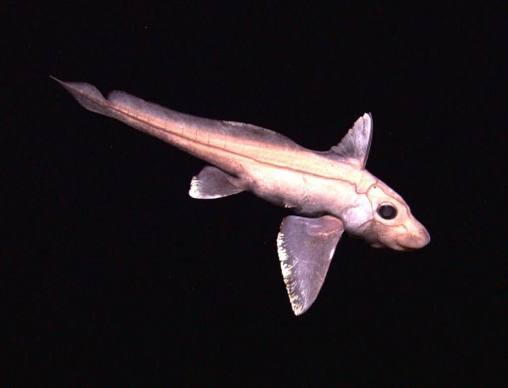 Chimaera fish from Indonesia
