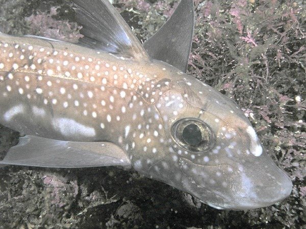 Chimaera (Ratfish), Bischoff Island, British Columbia, Canada