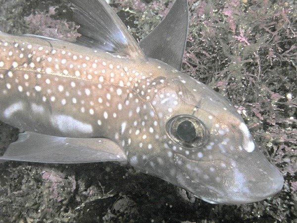 Chimaera Fish Facts  Chimaeraformes - A-Z Animals