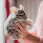 Chinchillas are an affectionate and active rodent, making for a fun and cuddly pet
