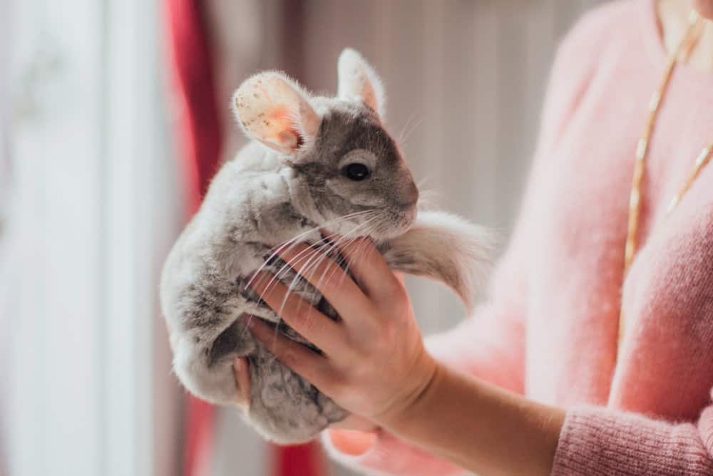 do chinchillas know their name