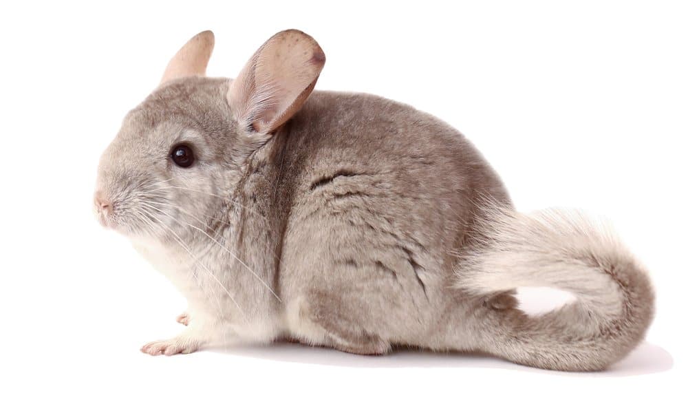 do chinchillas sleep with their eyes open