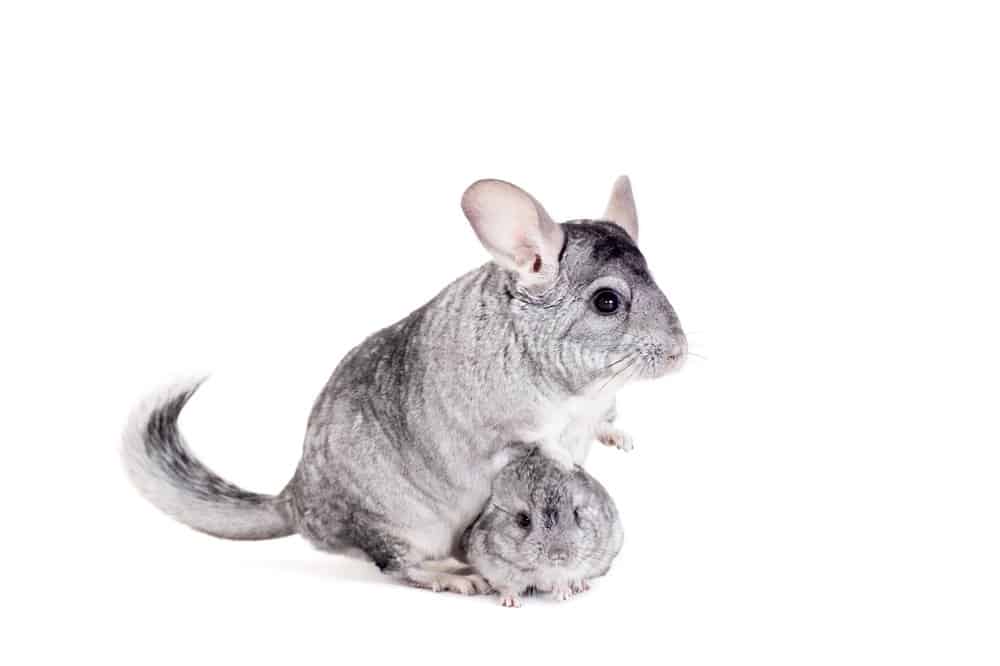 Chinchilla (Chinchilla Lanigera) - with baby against white background