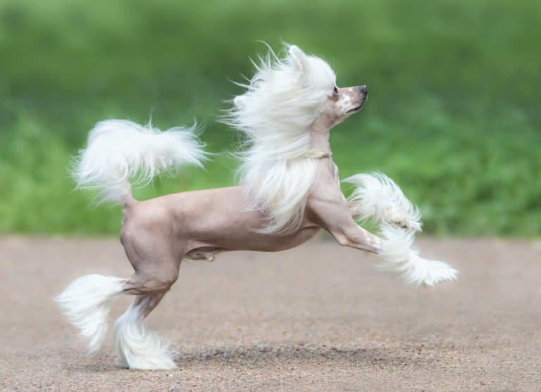 Chinese Crested Dog prancing like a pony