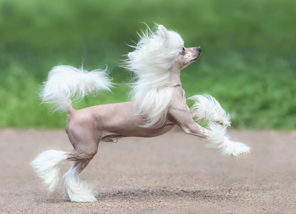 chinese crested training