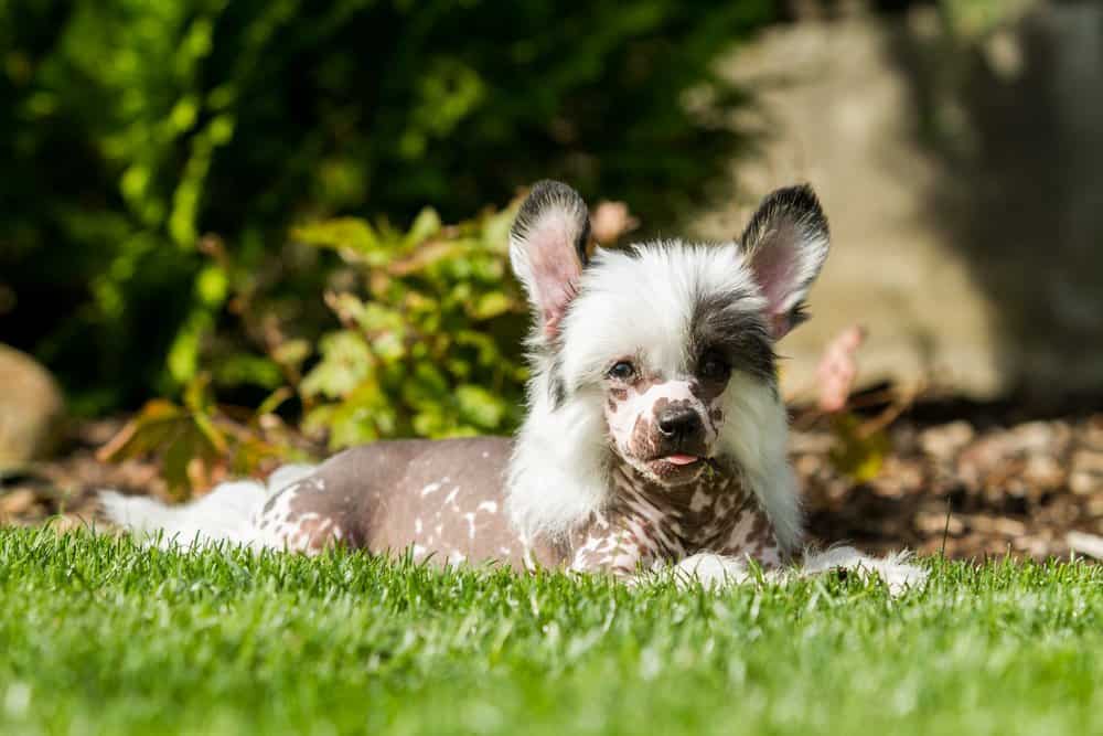 Chinese Crested Dog puppy laying in grass