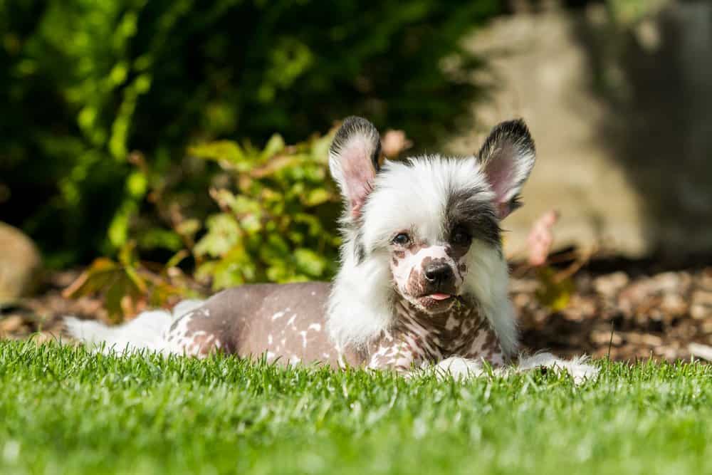 chinese crested fluffy