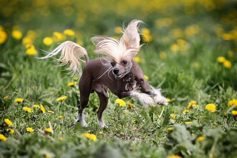 Chinese Crested Dog running through grass and flowers