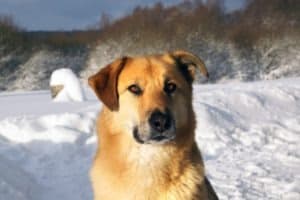 Picturesque winter landscape with Chinook close up photo