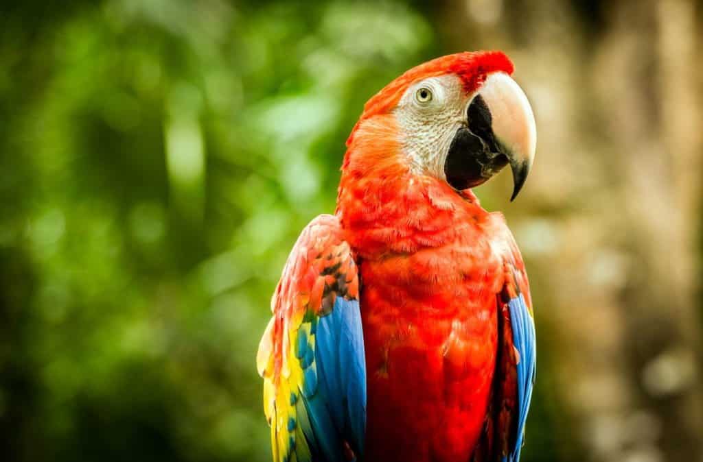 Macaw vs Parrot: What’s the Difference? - A-Z Animals