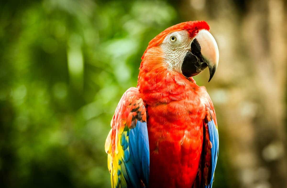 Macaw vs Parrot: What's the Difference? - AZ Animals