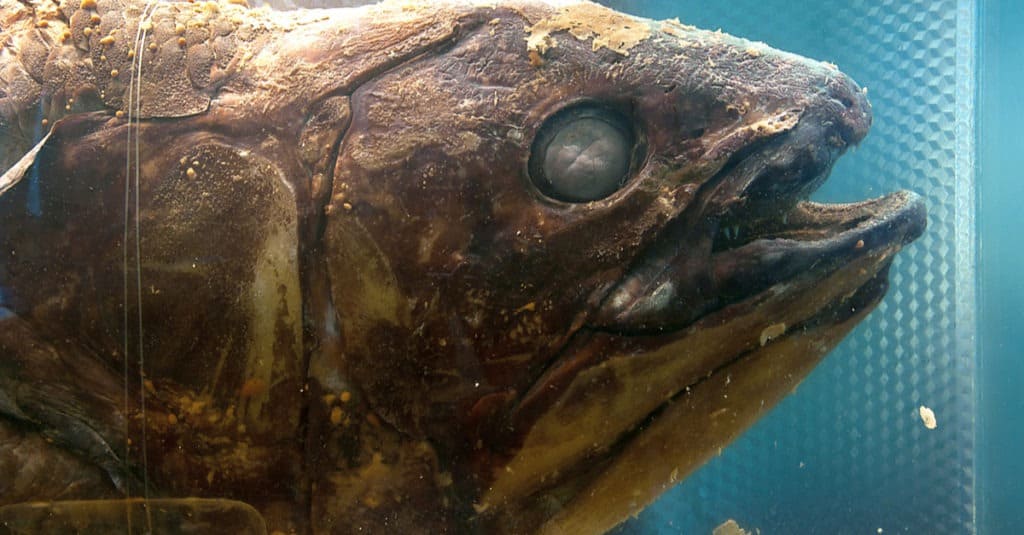 Coelacanth close-up