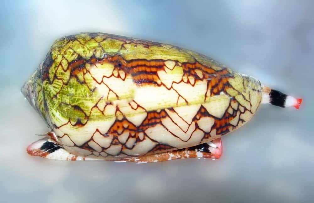 10 Most Venomous Animals - Poisonous lethal cone seashell isolated, from Zanzibar