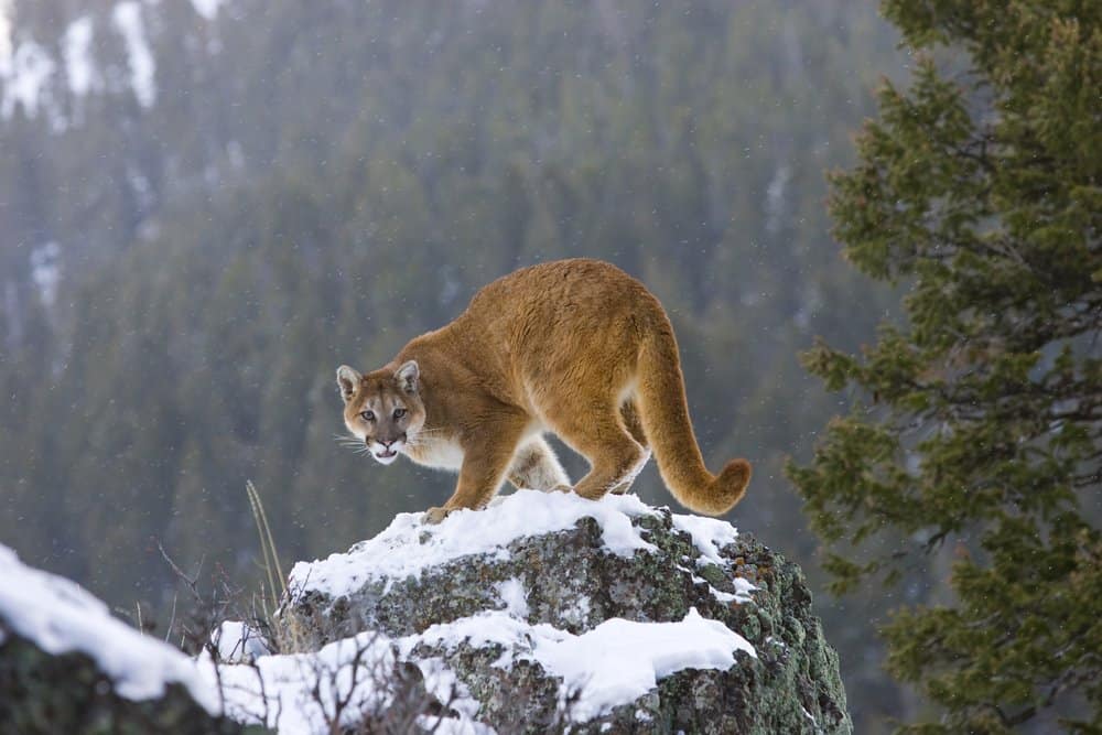 Cougar (Felis Concolor) - standing on snowy rock
