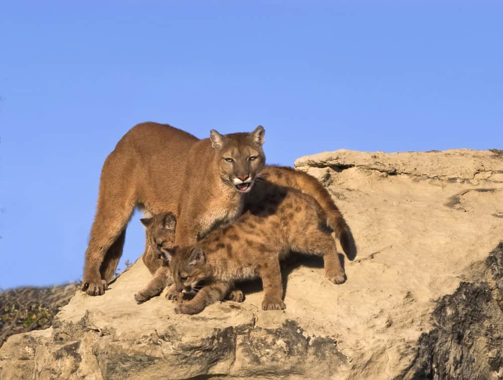 Cougar (Felis Concolor) - on a rock with a baby