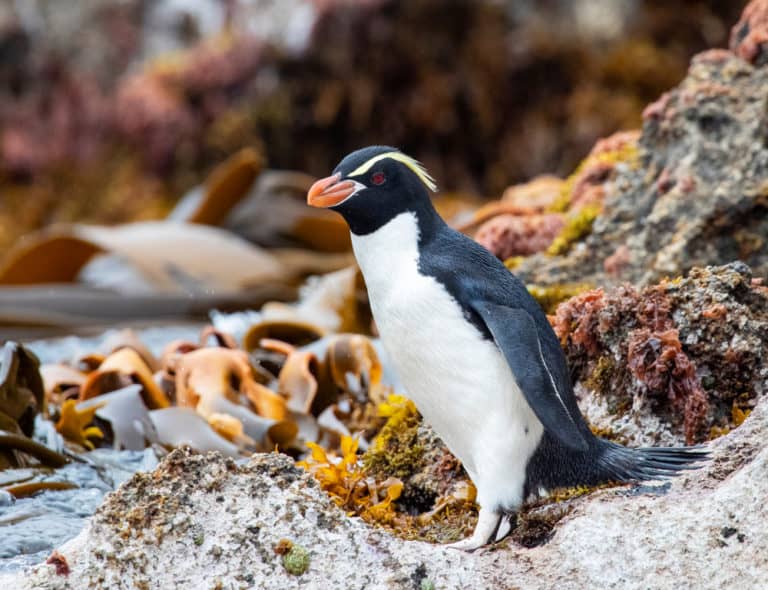 Crested Penguin on rocks
