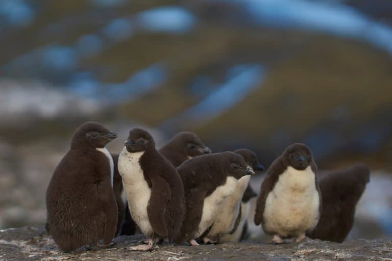 Crested Penguin babies