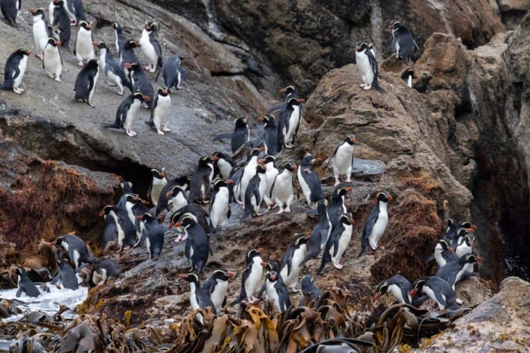 Crested Penguin colony