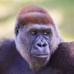Cross River gorilla