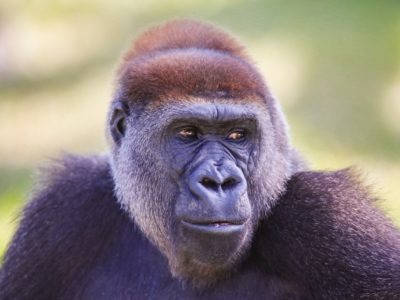 A Gorilla gorilla diehli