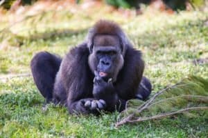 10 Incredible Cross River Gorilla Facts Picture
