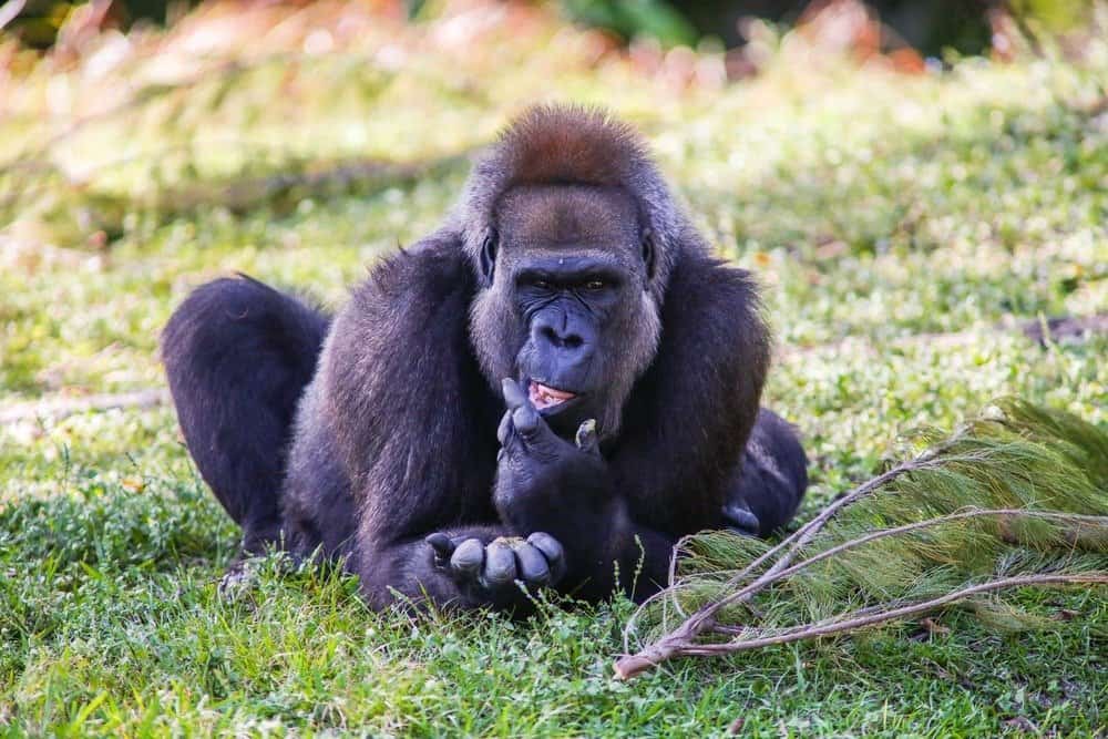 Cross River Gorilla resting in the shade of trees in the hottest time of the day.