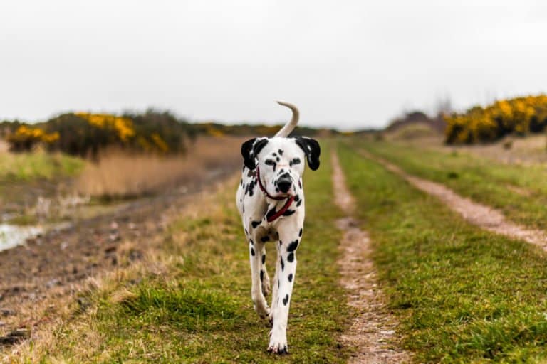 Dalmation (Canis familiaris) - Dalmatian on a walk