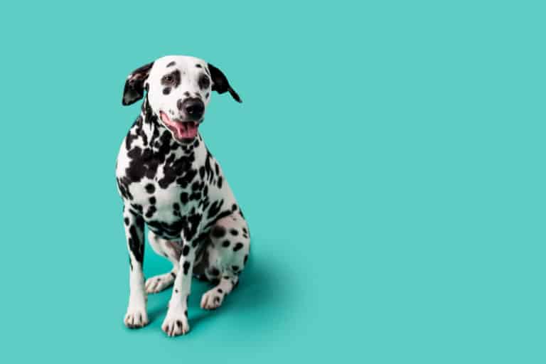 Dalmation (Canis familiaris)