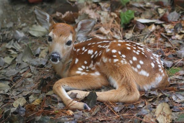 Deer (Odocoileus virginiana) - deer baby