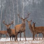 Deer (Odocoileus virginiana) - group of deer
