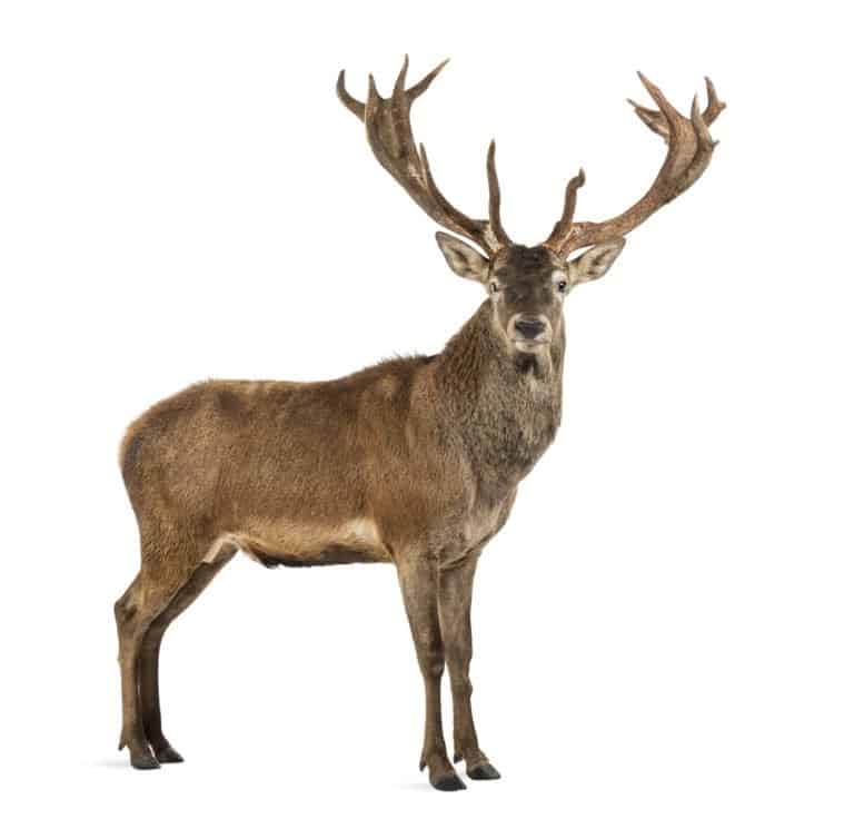 Deer (Odocoileus virginiana)
