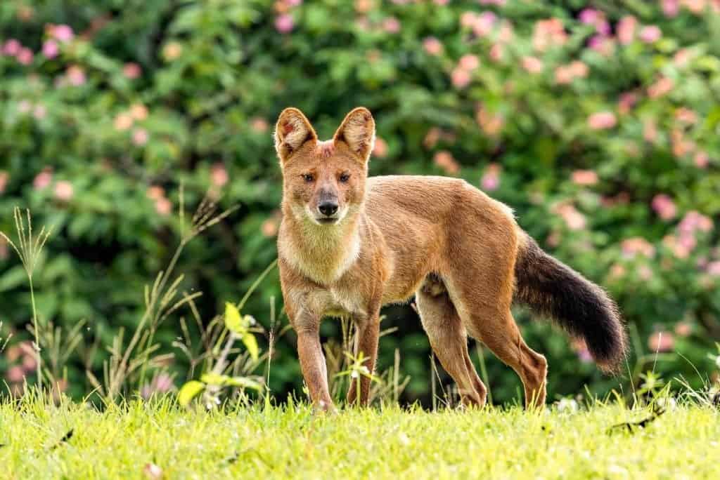 Dhole - A-Z Animals