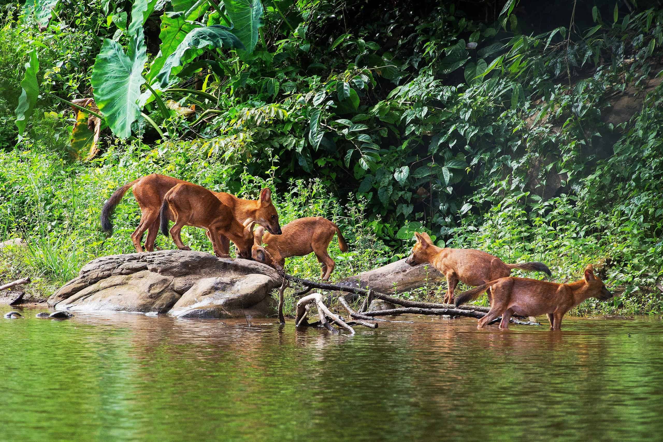 Group of dholes with their prey