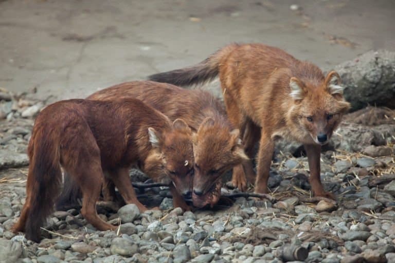 Group of dholes with their prey