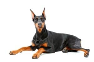 Doberman vs Belgian Malinois: Which One to Choose? Picture