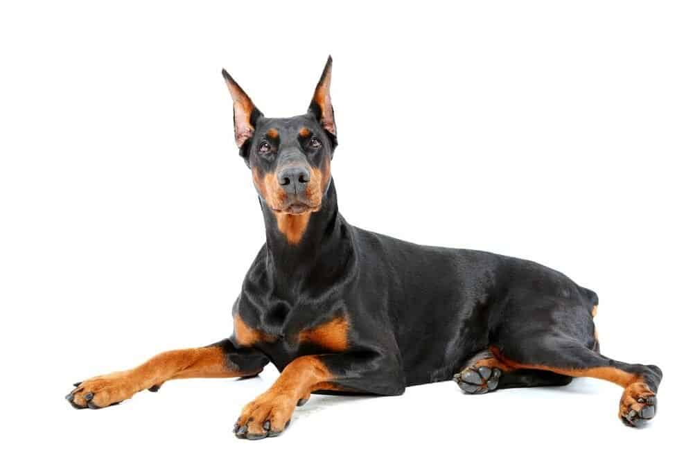 doberman bite force