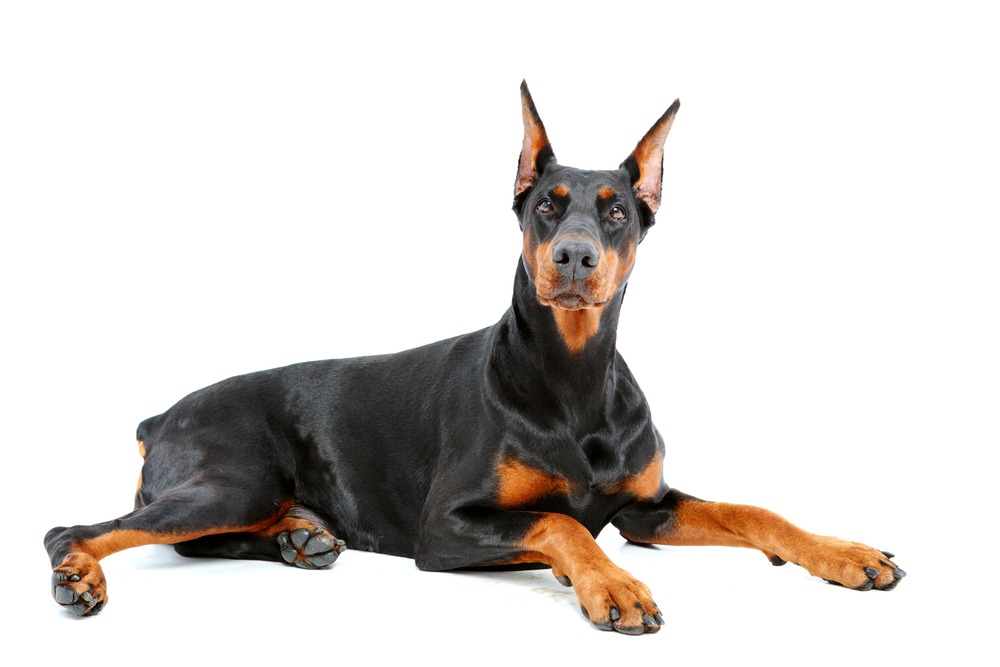 Doberman Pinscher on isolated background