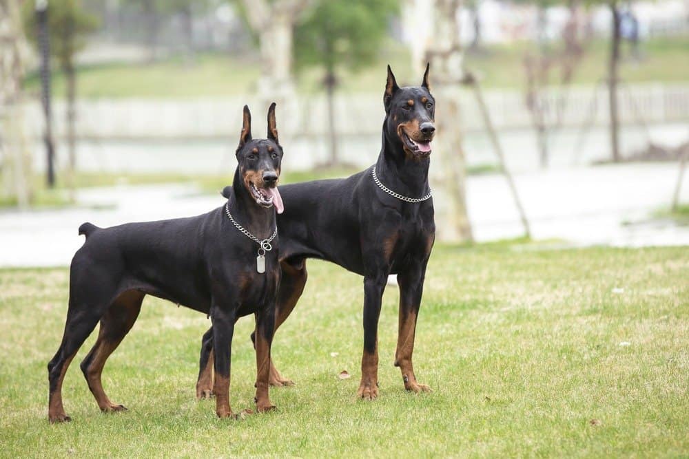 Doberman Pinscher pair