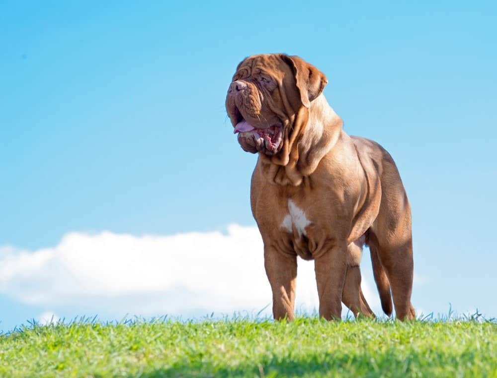 Dogue de Bordeaux dog, standing outdoors with sky background