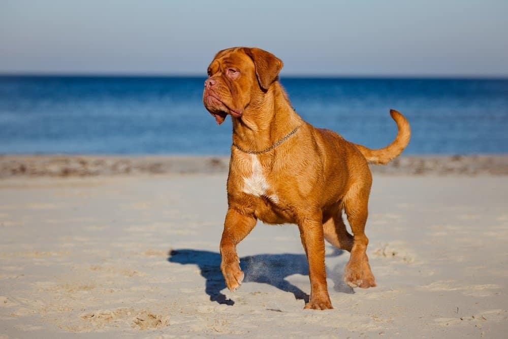 how much does a dogue de bordeaux weigh