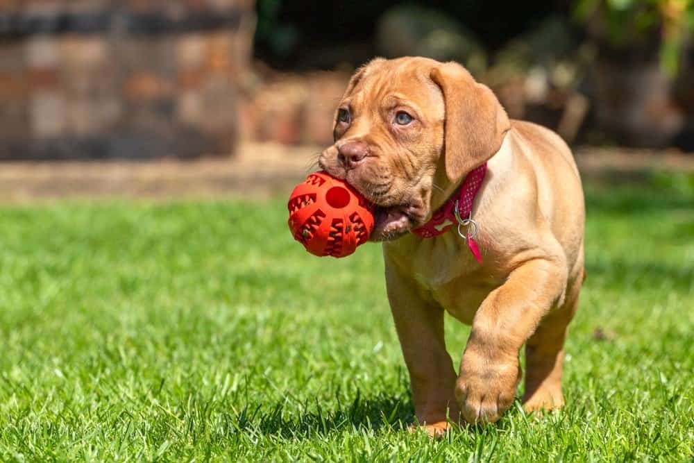 Dogue de Bordeaux puppy playing with ball