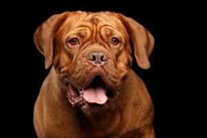 What Kind of Dog Is Hooch? Breed Information, Pictures, and Facts Picture