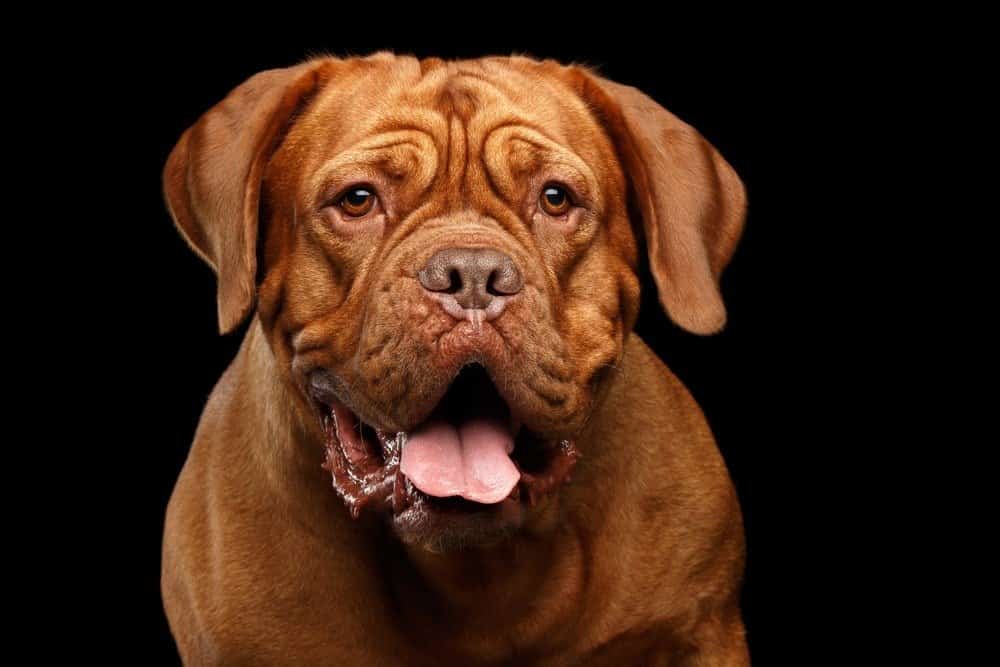 12 Fun Facts About Turner & Hooch