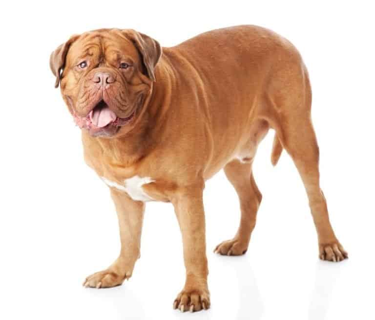 Dogue de Bordeaux isolated on a white background