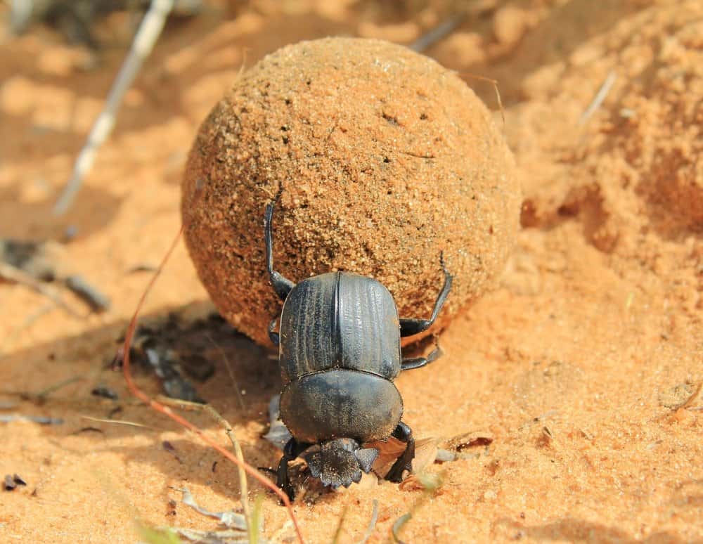 Dung Beetle (Scarabaeidae) - rolling dung with back legs
