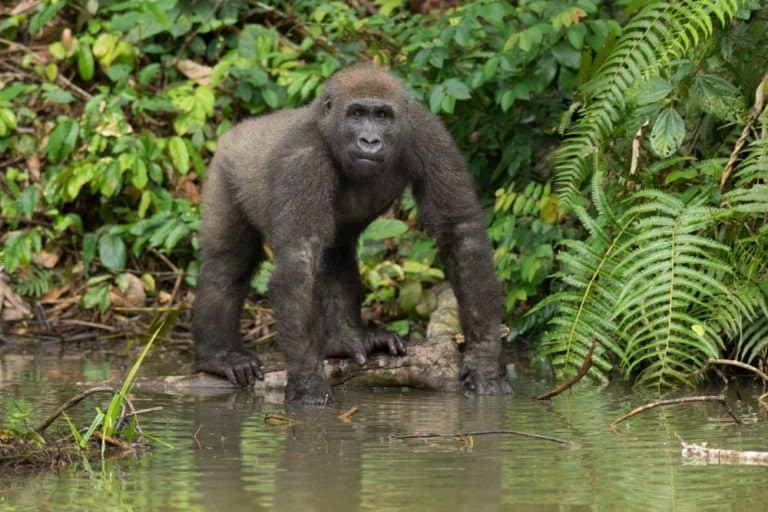 Eastern lowland gorilla walking in water
