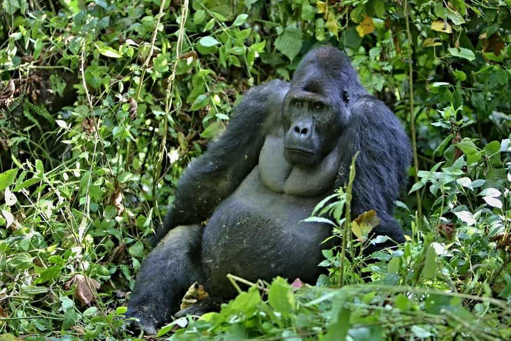 Gorille des plaines orientales portant dans un écrin de verdure