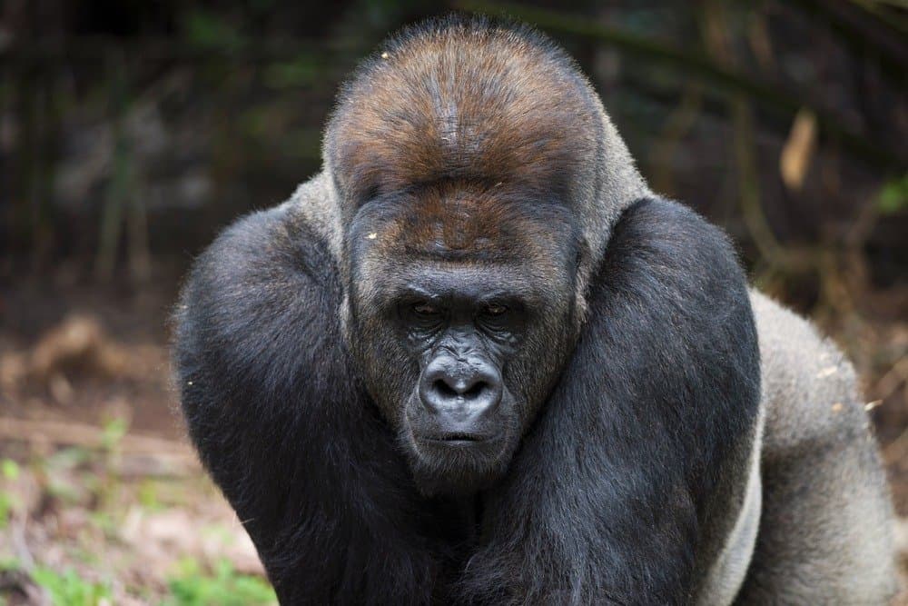 Eastern lowland gorilla silverback male